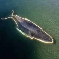 The Free Whale logo