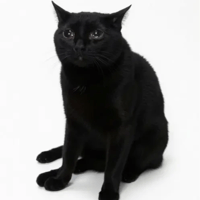 The Black Cat