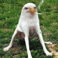 Smoking Eagle Dog