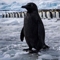 The Black Penguin