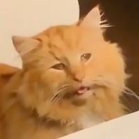 BAKEDCAT