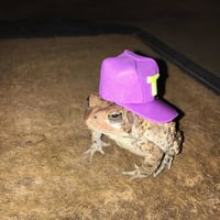 toad wif hat