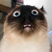 Merv the Cat