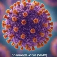 Shamonda virus