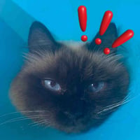 §{project.tokenName} project token, view analysis on Boostexplorer
