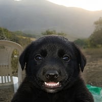 Jotchua's Brother