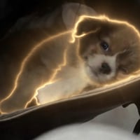 Dog in bag