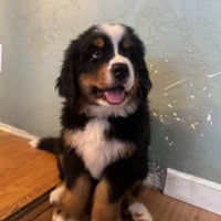 Justice for Dunkin