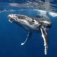 Save The Whales