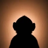 HIGH INCOME MONKEY