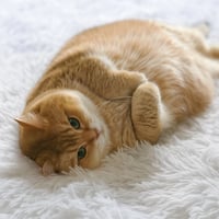 Hosico
