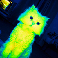 Quantum Cat