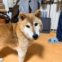 Wako-San