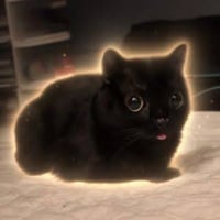 Baby corn the cat