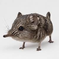 Elephant Shrew