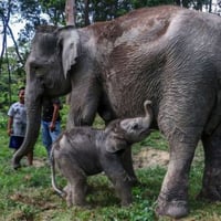 Sumatran