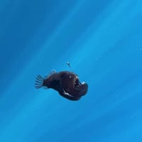 ANGLERFISH