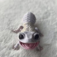 geko