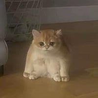 tofu