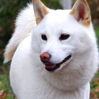 Chobi