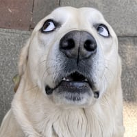 The Spooked Dog