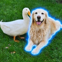 The Epilepsy Dog