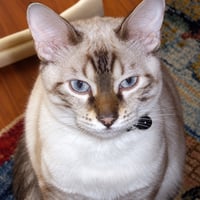 COCOA