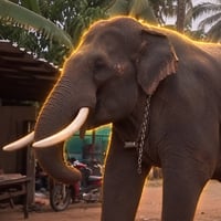 DHANRAJ logo