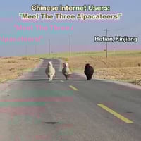 The Three Alpacateers