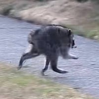 Jimothy The Raccoon