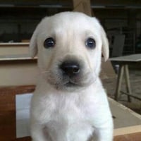 puppy eyes