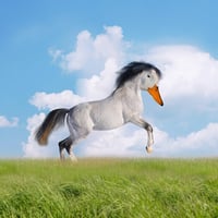 the quacking horse