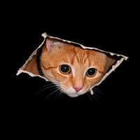 CEILING CAT
