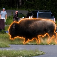 The Charging Bison