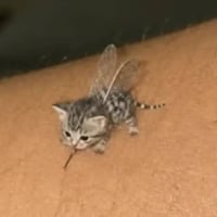 meowsquito