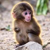 Nina The Monkey