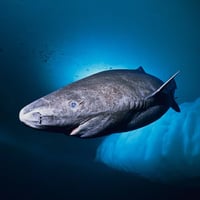 Greenland Shark