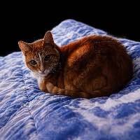 Ansem’s Cat
