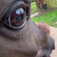 Side Eye Horse