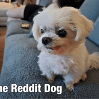 The Reddit Dog