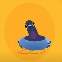 被一只疯狂的鸽子硬控了