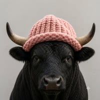 bullwifhat