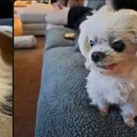 The Reddit Dog