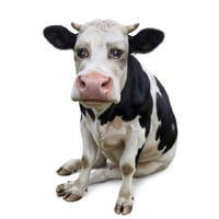Cash Cow