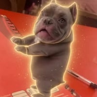 Logo de PitBull Dan