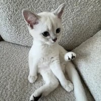 Mimi