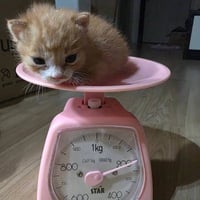 감자