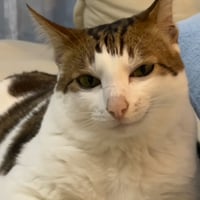 bao