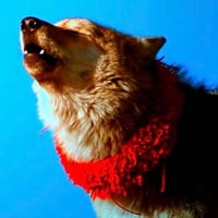 抖音热搜第四的狼格林