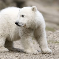PolarBear logo